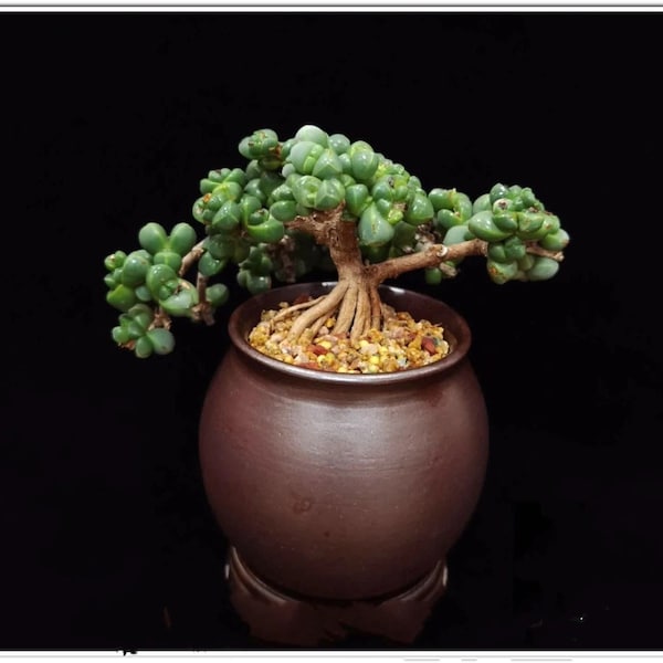 Rare Succulent: Cool beautiful succulent Astridia velutina string  live plant houseplant bonsai favorite