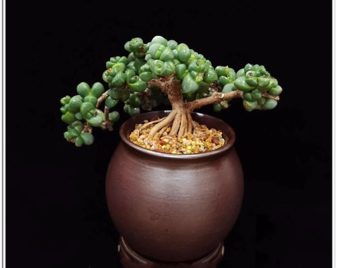 Rare Succulent: Cool beautiful succulent Astridia velutina string  variegated live plant houseplant bonsai favorite NO POT