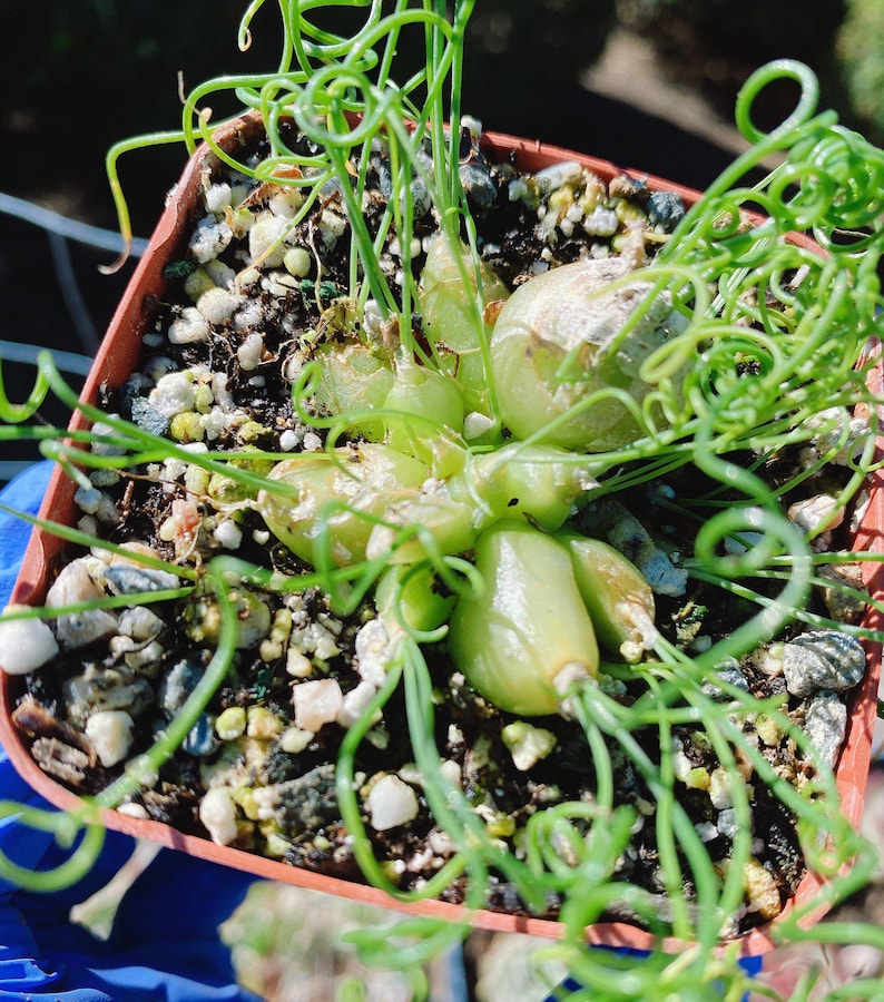 Rare Imported Succulent Korea Albuca Namaquensis Baker Spiral Grass, Frizzle Sizzle, Corkscrew, Albuca Circinata, Albuca Spiralis image 7