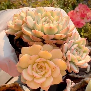 Rare succulent: imported  echeveria  Pink Minima Variegated full variegation YIN YANG cluster live plant houseplant