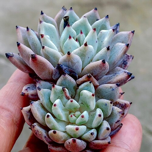Rare Succulent Imported Succulent Korea Hybrid Echeveria Crow Etsy