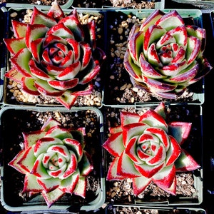 Rare and unique imported hybrid red ebony show in 4” pot red knight & black ebony cross live plant houseplant