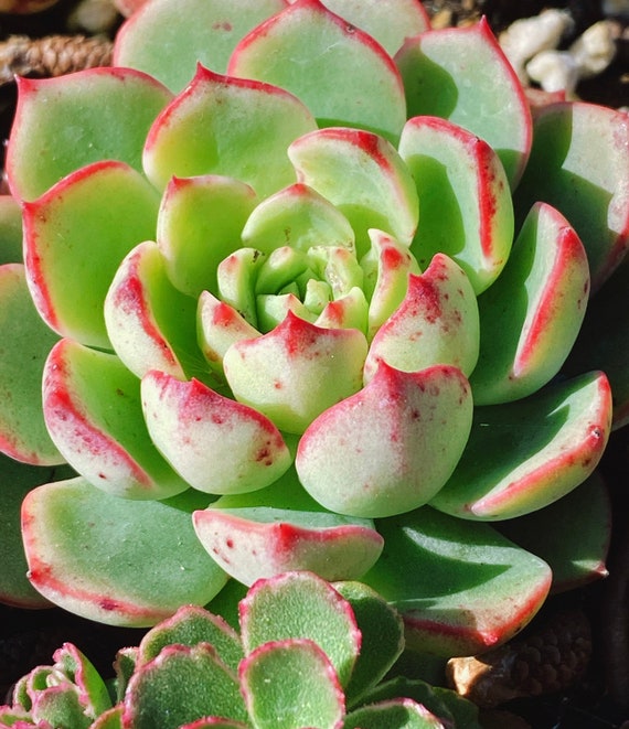 rare Korean import Echeveria Bloody Yan Plants Outdoor & Gardening ...