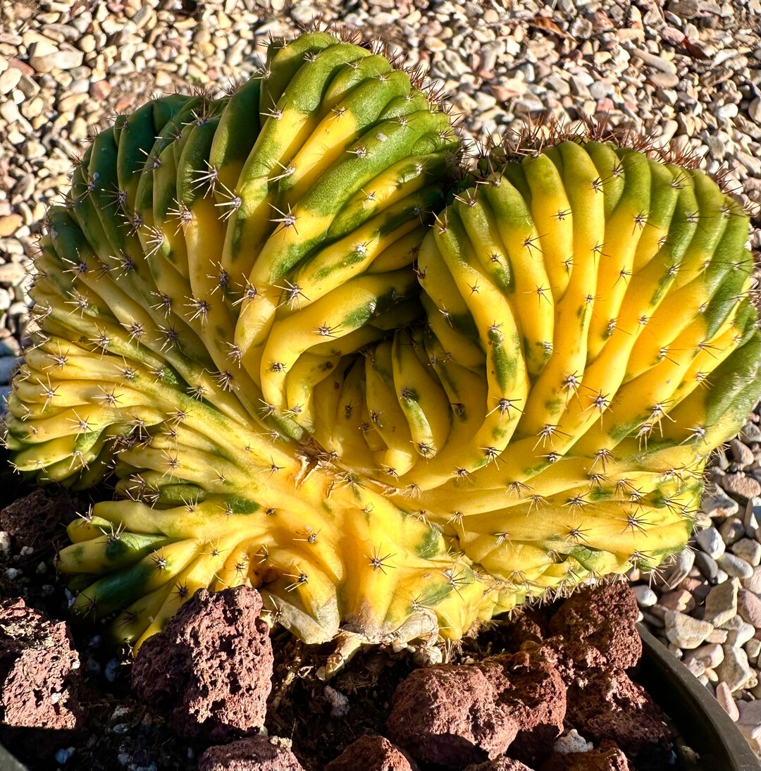 Rare Succulent Imported Succulent Gymnocalycium Cristata Etsy