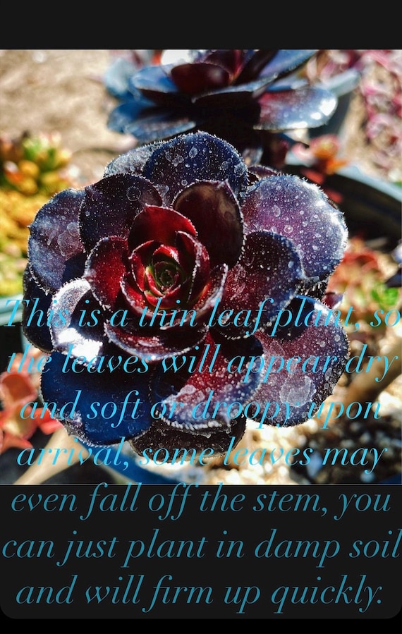 M✧succulent ·͜· ︎︎ᕷ Alverio Succulents - Uttermost