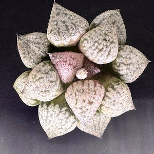 Rare Succulent: Imported Succulent Korean Haworthia emelyae var. pearl pink live plant houseplant
