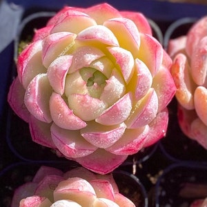 May include: A close-up of a pink and white succulent plant with a rosette shape. The plant has many layers of leaves that are arranged in a spiral pattern.