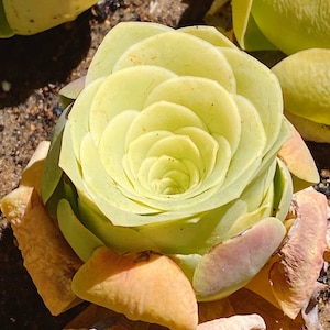 Rare succulent : Imported succulent Korea Alojera yellow rose (imported greenovia)