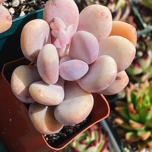 Rare Imported succulent :  chubby huge Pink  Cheese green in summer live plant houseplant