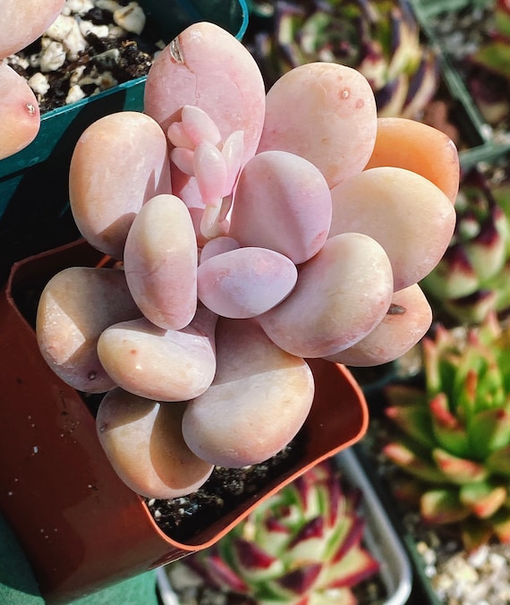 Rare Imported Succulent : Chubby Huge Pink Cheese Green in Summer Live  Plant Houseplant - Etsy