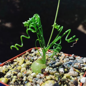 Rare Imported Succulent Korea Albuca Namaquensis Baker (Spiral Grass, Frizzle Sizzle, Corkscrew, Albuca Circinata, Albuca Spiralis)