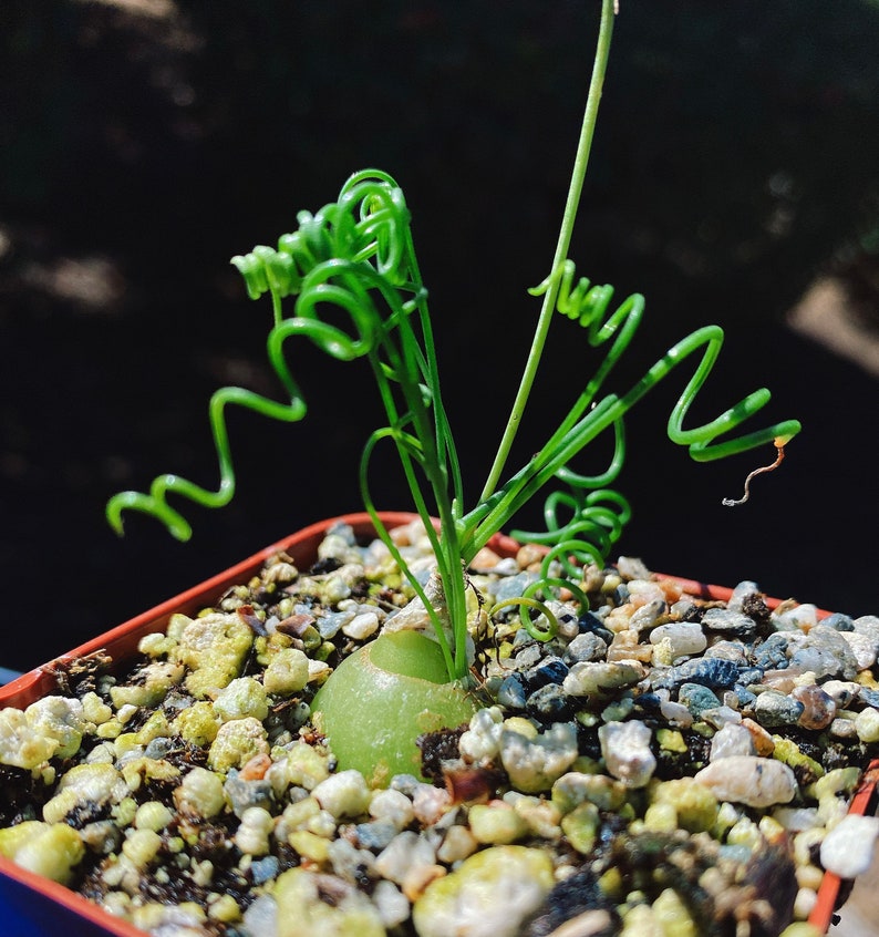 Rare Imported Succulent Korea Albuca Namaquensis Baker Spiral Grass, Frizzle Sizzle, Corkscrew, Albuca Circinata, Albuca Spiralis image 1