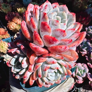Rare Succulent: Imported   echeveria White Clothes Christmas honey heart thick powder HUGE PERFECT bouquet live plant houseplant