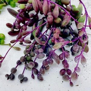 Beautiful Succulent: Othonna capensis L.H.Bailey (ruby necklace) live plant houseplant maximum 5 sets