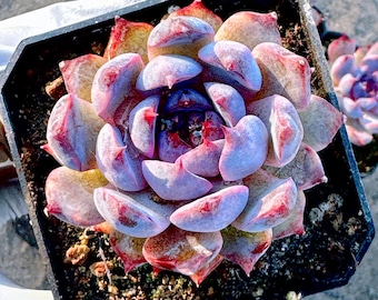 Rare succulent: Imported  hybrid echeveria Purple Lotus deep pink live plant houseplant