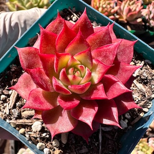 Rare Succulent: Imported Succulent  echeveria Blue Jazz sp ( green in summer) pink red  live plant houseplante