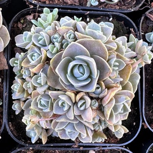 May include: A close-up of a cluster of succulent plants with light green, gray, and brown leaves. The leaves are arranged in a rosette pattern and have a slightly fuzzy texture.