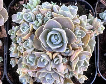 Rare Succulent: Imported Orostachys Boehmeri (Chinese Dunce Cap) full of 2” pot /full of 3.5”pot live plant houseplant