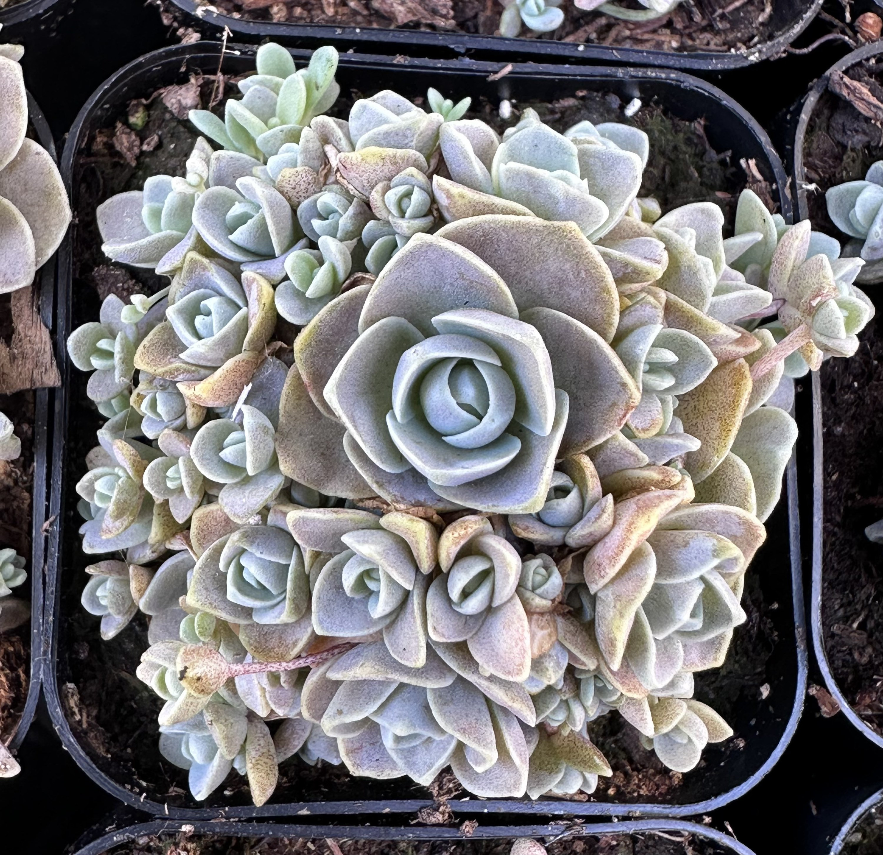 Rare Succulent: Imported Orostachys Boehmeri (chinese Dunce Cap) Full of 2  Pot /full of 3.5pot Live Plant Houseplant - Etsy