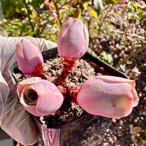Rare Succulent: Imported mountain rose live rose  Greenovia  mountain rose hybrid Pandora about 3&quot; cluster live plant houseplant NO POT