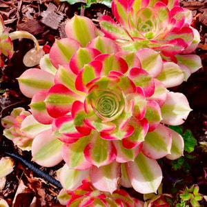 Rare Succulent: Imported variegated Aeonium Pink Witch live plant houseplant