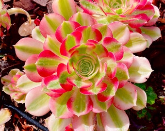 Rare Succulent: Imported variegated Aeonium Pink Witch live plant houseplant