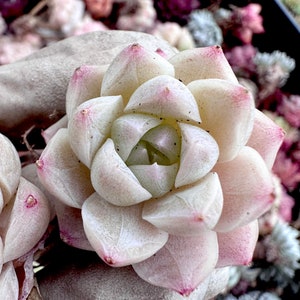 Rare Imported succulent :  hybrid echeveria elegans White Queen live plant houseplant