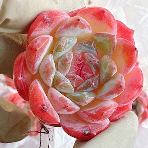 Rare Succulent: Imported Succulent  echeveria Pink Crystal Sugar  live plant houseplant