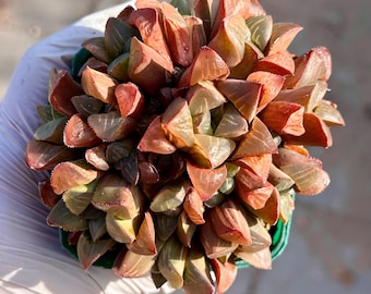 Rare Succulent: Imported Succulent  variegated Haworthia Heidelbergensis  variegation HUGE  cluster live plant houseplant