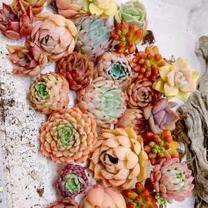 Rare Succulent: Set of 3 or 6 small beautiful imported succulents plants & cuttings live plant houseplant