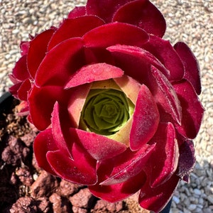 Beautiful succulent: Aeonium Aeonium Arboreum Velour live plant houseplant