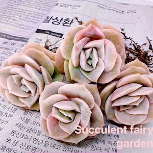 Beautiful Succulent: Imported Lovely Rose pink live rose fever rose GREEN in summer live plant houseplants
