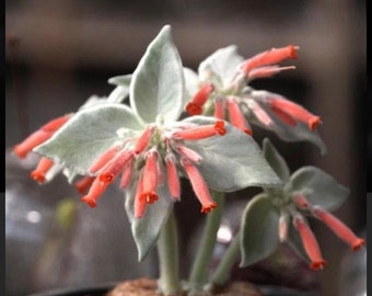 Rare Succulent: Imported succulent Sinningia leucotricha HUGE BULB live plant houseplant