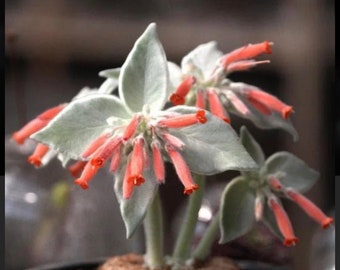 Rare Succulent: Imported succulent Sinningia leucotricha live plant houseplant