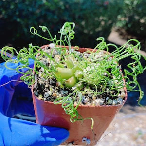 Rare Imported Succulent Korea Albuca Namaquensis Baker Spiral Grass, Frizzle Sizzle, Corkscrew, Albuca Circinata, Albuca Spiralis image 6