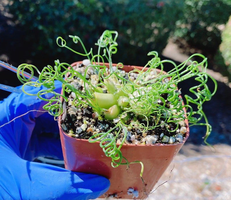 Rare Imported Succulent Korea Albuca Namaquensis Baker Spiral Grass, Frizzle Sizzle, Corkscrew, Albuca Circinata, Albuca Spiralis image 6