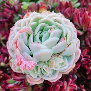 Rare Succulent: Imported  echeveria hybrid elegans lemon-berry (Available Deal--buy 3 get 1 free) head live plant houseplant