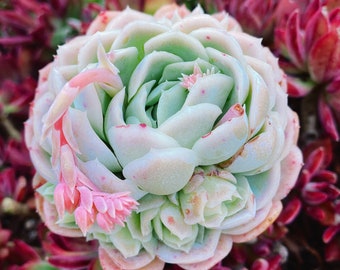 Rare Succulent: Imported  echeveria hybrid elegans lemon-berry (Available Deal--buy 3 get 1 free) - GREEN in summer live plant - houseplant