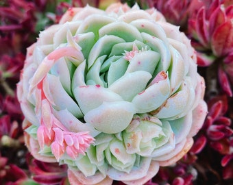 Rare Succulent: Imported  echeveria hybrid elegans lemon-berry (Available Deal--buy 3 get 1 free) head live plant houseplant