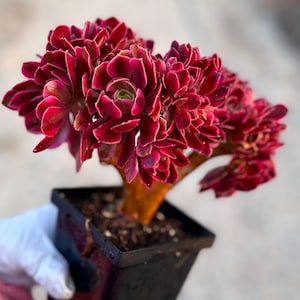 Rare Succulent: Imported variegated Aeonium Pink Witch live plant houseplant