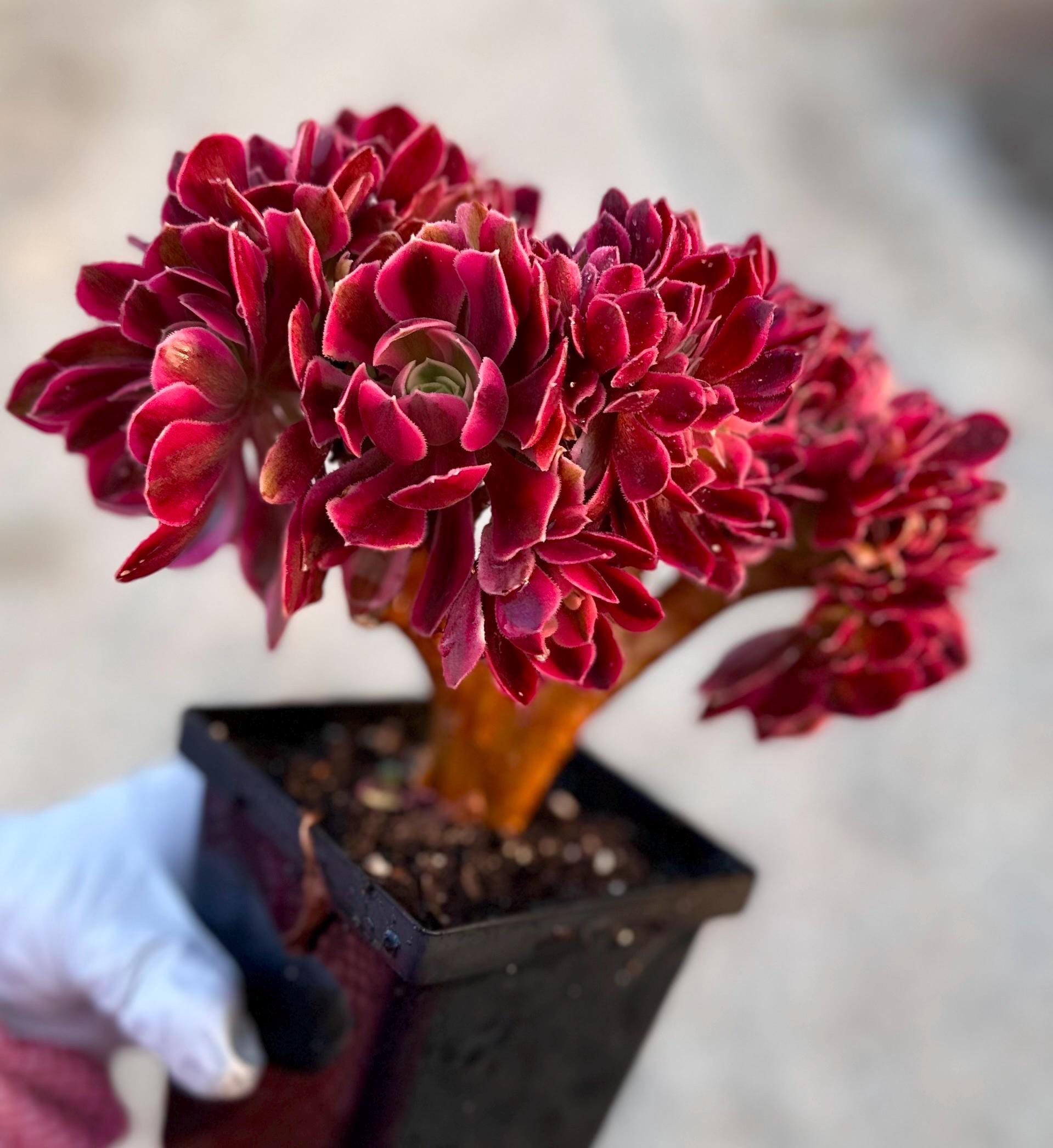 Rare Succulent: Imported variegated Aeonium Pink Witch live plant houseplant