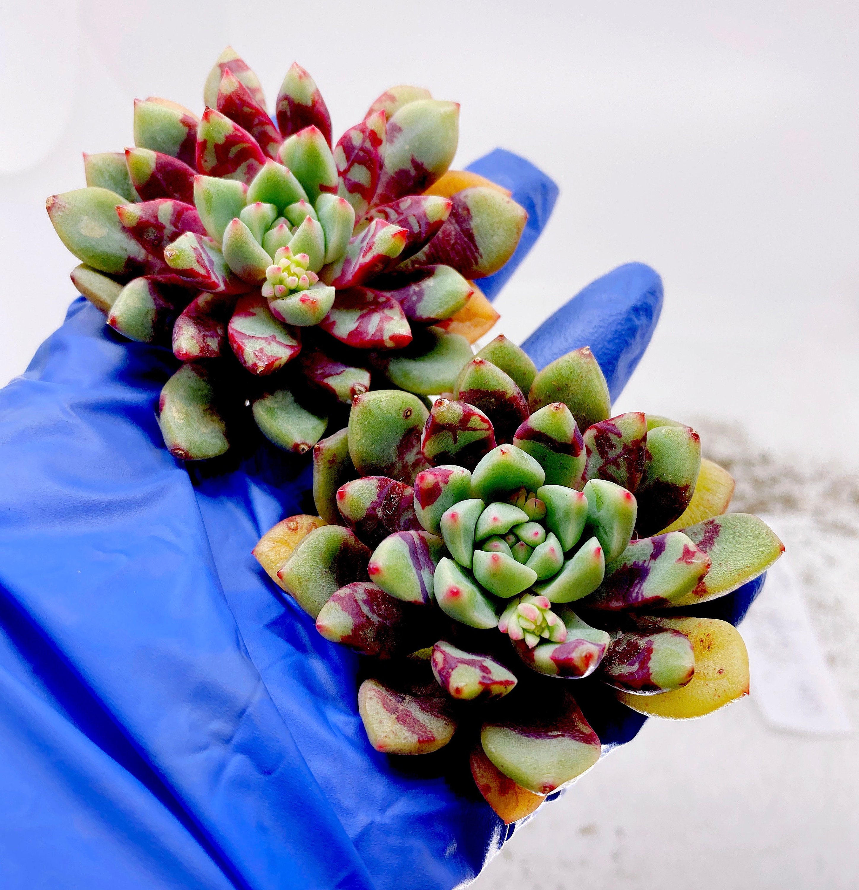 rare Korean import Echeveria Bloody Yan Plants Outdoor & Gardening ...