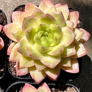 Rare Succulent: Imported Succulent Korean Echeveria Red Queen ( Queen Red)green yellow in summer live plant houseplant