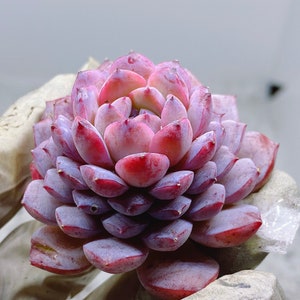 Rare Succulent: Imported Echeveria Amazing Grace (Available Deal--buy3 get 1 free) live plant houseplant