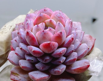 Rare Succulent: Imported Echeveria Amazing Grace (Available Deal--buy3 get 1 free) live plant houseplant