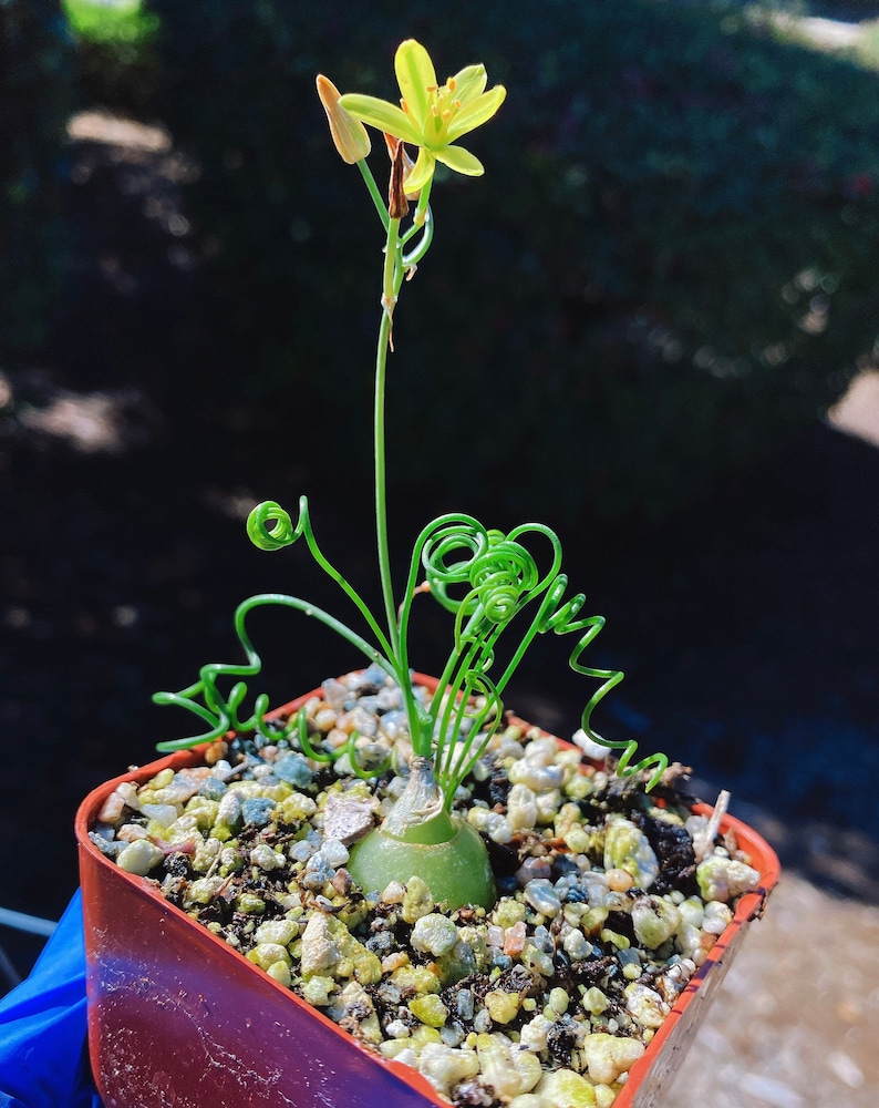 Rare Imported Succulent Korea Albuca Namaquensis Baker Spiral Grass, Frizzle Sizzle, Corkscrew, Albuca Circinata, Albuca Spiralis image 3