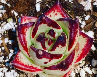 Rare Imported succulent Korea pure  red edge Ebony 2” - 4” each live plant houseplant