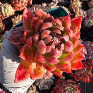 Rare Succulent: Imported Succulent Echeveria Agavoides Red Rosewood cluster HUGE about 4”pink live plant houseplant