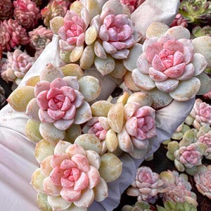 Rare Succulent: Imported   echeveria Vanilla Gummy pink purple dark heart honey heart live plant houseplant