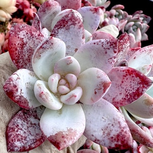 Rare Imported succulent  echeveria Blue Fairy pink thick powder live plant houseplant